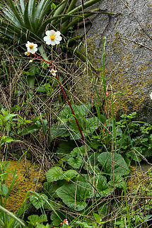 Begonia octopetala (Begoniaceae) San Jeronimo de Surco, Lima, Peru. Mar 13, 2022 Begonia octopetala,Geotagged,Peru,Summer