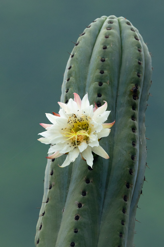 San Pedro Column Cactus (Trichocereus macrogonus) San Jeronimo de Surco, Lima, Peru. Mar 13, 2022 Echinopsis macrogona,Geotagged,Peru,Summer