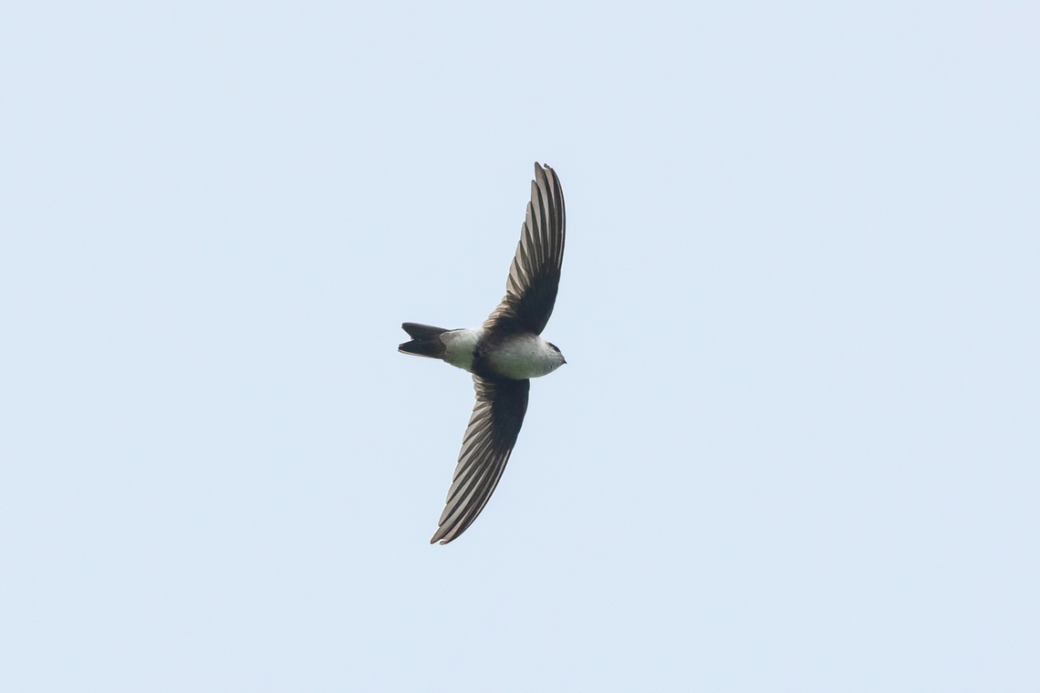 Andean swift (Aeronautes andecolus) San Jeronimo de Surco, Lima, Peru. Mar 13, 2022 Aeronautes andecolus,Andean swift,Geotagged,Peru,Summer