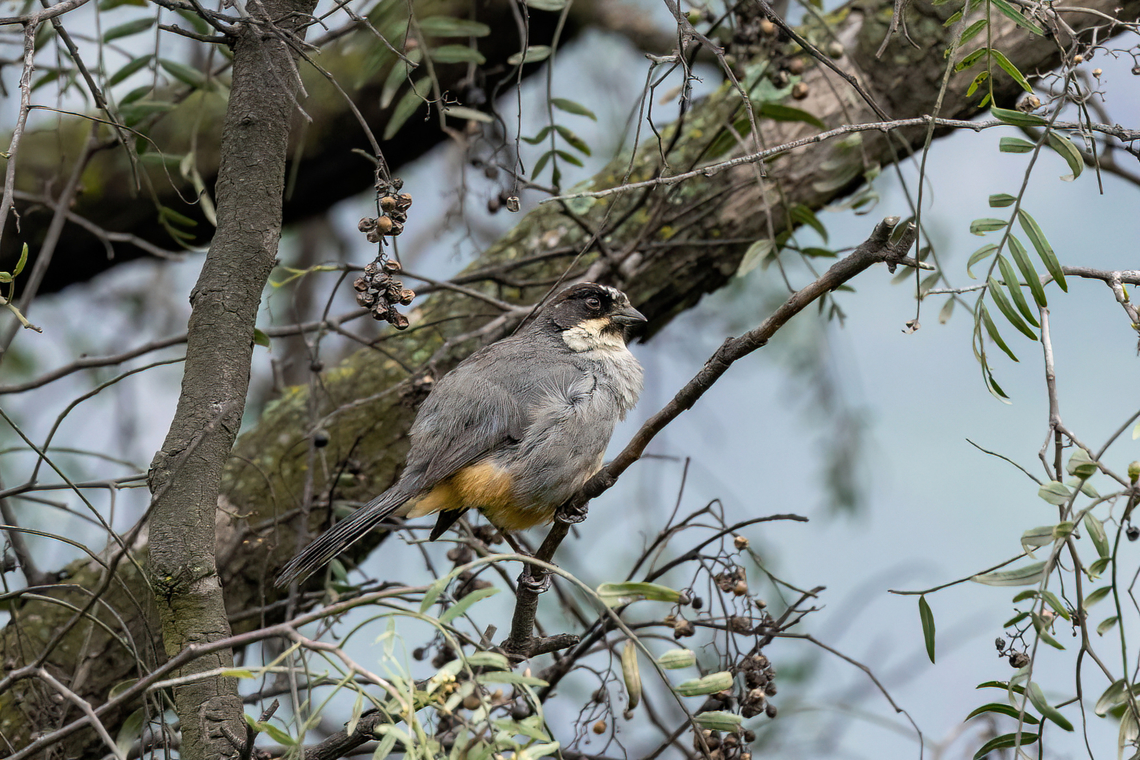 Rusty-bellied brushfinch (Atlapetes nationi) San Jeronimo de Surco, Lima, Peru. Mar 13, 2022 Atlapetes nationi,Geotagged,Peru,Rusty-bellied brushfinch,Summer