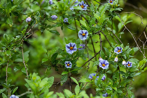 Lycium-like Solanum (Lycianthes lycioides) San Jeronimo de Surco, Lima, Peru. Mar 13, 2022 Geotagged,Lycianthes lycioides,Lycium-like Solanum,Peru,Summer