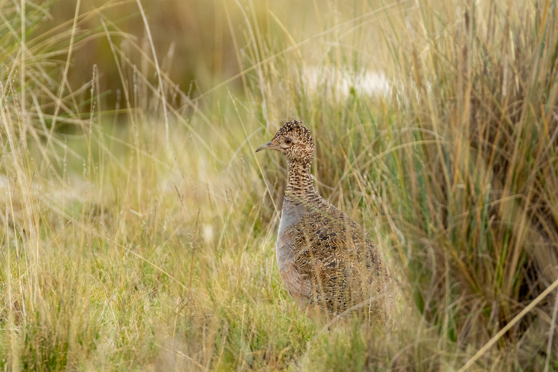 Ornate tinamou (Nothoprocta ornata) RN Lago de Junin, Peru. Jan 16, 2020 Geotagged,Nothoprocta ornata,Ornate tinamou,Peru,Summer