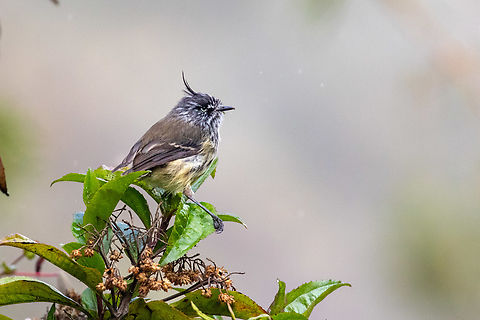 Tufted tit-tyrant (Anairetes parulus) Satipo Road, Junin, Peru. Nov 30, 2020 Anairetes parulus,Geotagged,Peru,Spring,Tufted tit-tyrant