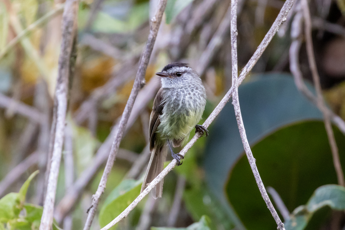 Unstreaked tit-tyrant (Uromyias agraphia) PNYCH - Santa Barbara, Pasco, Peru. Aug 2, 2020 Geotagged,Peru,Unstreaked tit-tyrant,Uromyias agraphia,Winter