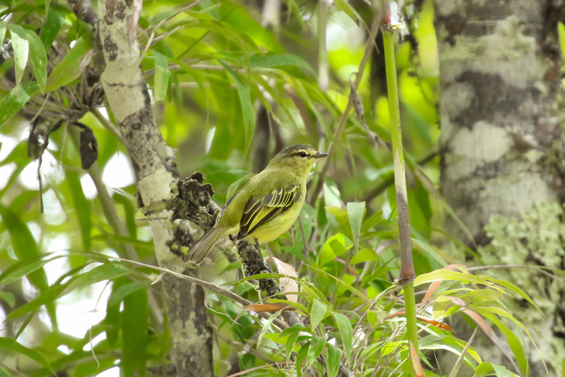 Peruvian tyrannulet (Zimmerius viridiflavus) Camino a Sho&#039;llet, Pasco, Peru. Jan 27, 2020 Geotagged,Peru,Peruvian tyrannulet,Summer,Zimmerius viridiflavus