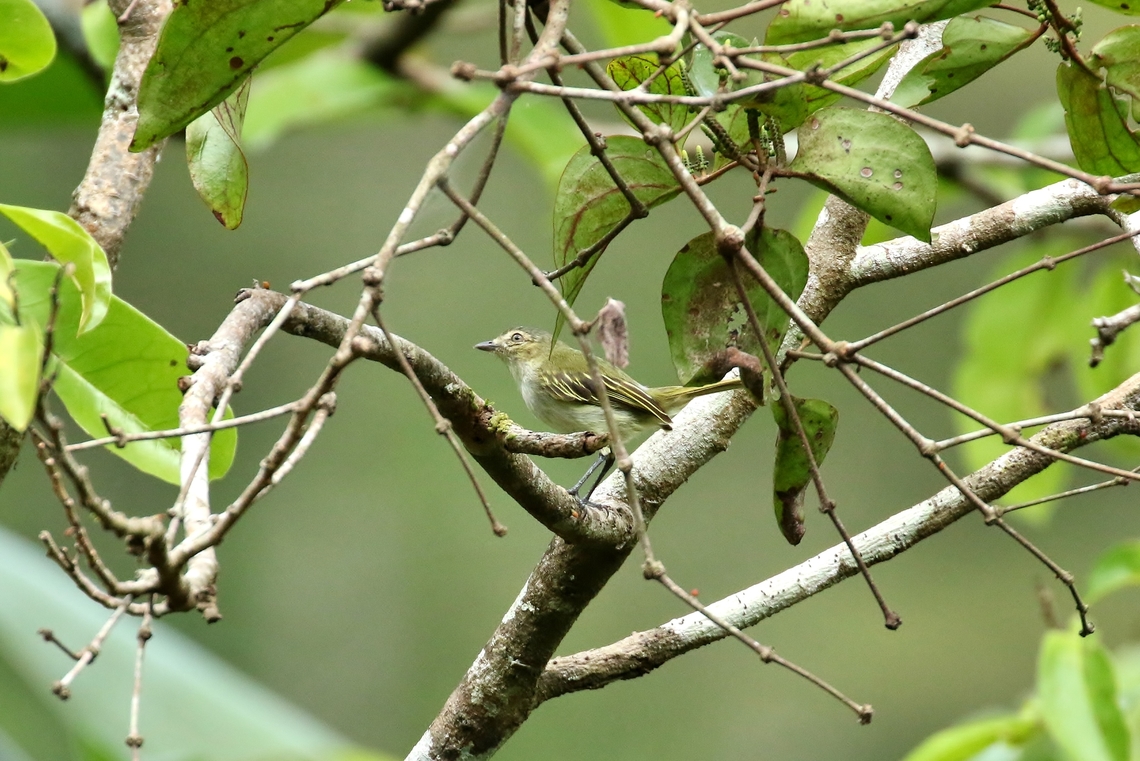 Mistletoe tyrannulet (Zimmerius parvus) Canopy BNB, Gamboa, Panama. Jan 2, 2019 Geotagged,Mistletoe tyrannulet,Panama,Winter,Zimmerius parvus