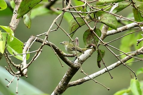Mistletoe tyrannulet (Zimmerius parvus) Canopy BNB, Gamboa, Panama. Jan 2, 2019 Geotagged,Mistletoe tyrannulet,Panama,Winter,Zimmerius parvus