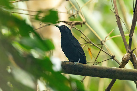 Goeldi's antbird (Akletos goeldii) Tambopata Reserve, Madre de Dios, Peru. Jun 7, 2022 Fall,Geotagged,Goeldis antbird,Percnostola goeldii,Peru