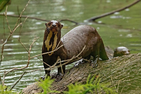 Giant otter (Pteronura brasiliensis) Tambopata Reserve, Madre de Dios, Peru. Kin 7, 2022 Fall,Geotagged,Giant otter,Peru,Pteronura brasiliensis