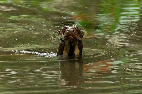 Checking me out... Tambopata Reserve, Madre de Dios, Peru. Kin 7, 2022 Fall,Geotagged,Giant otter,Peru,Pteronura brasiliensis
