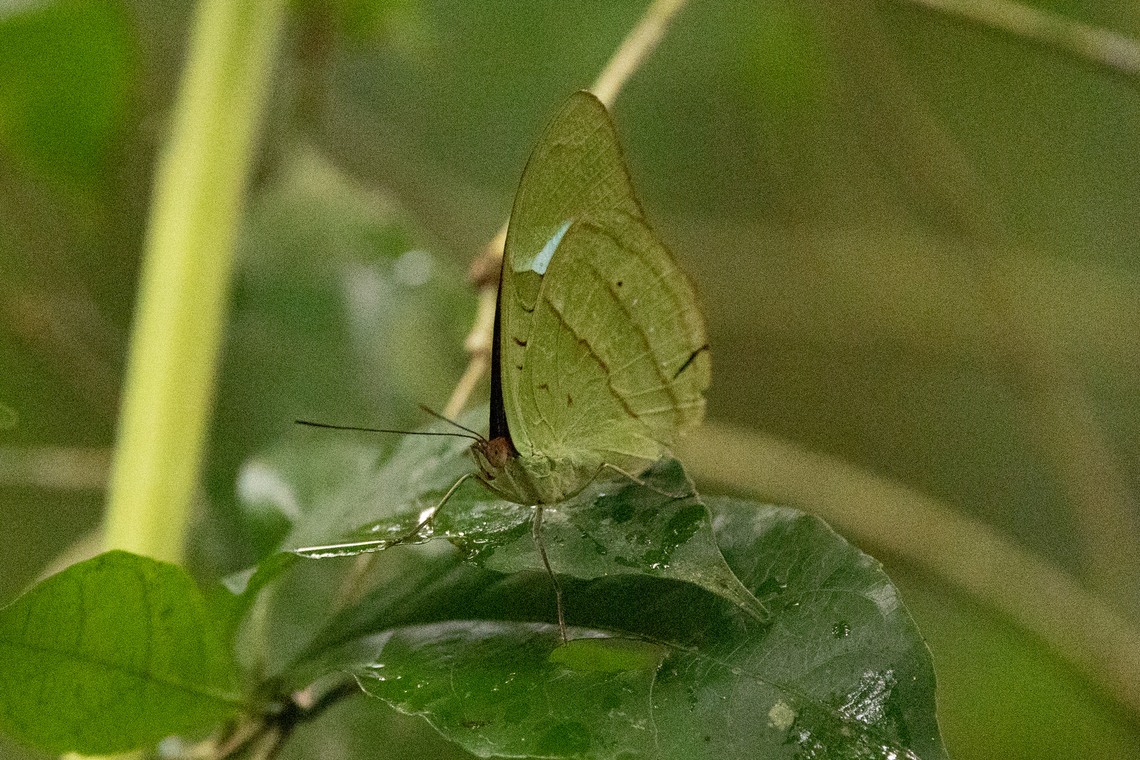 Obrina Olivewing (Nessaea obrinus) Tambopata Reserve, Madre de Dios, Peru. Jun 7, 2022 Fall,Geotagged,Nessaea obrinus,Peru