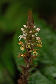Aspidogyne rosea (Orchidaceae) Tambopata Reserve, Madre de Dios, Peru. Jun 7, 2022 Aspidogyne rosea,Fall,Geotagged,Peru