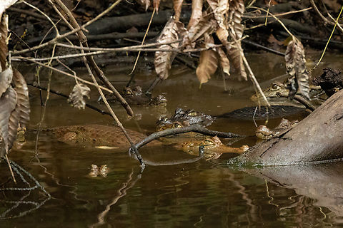 Spectacled caiman (Caiman crocodilus) congregation Tambopata Reserve, Madre de Dios, Peru. Jun 7, 2022 Caiman crocodilus,Fall,Geotagged,Peru,Spectacled caiman