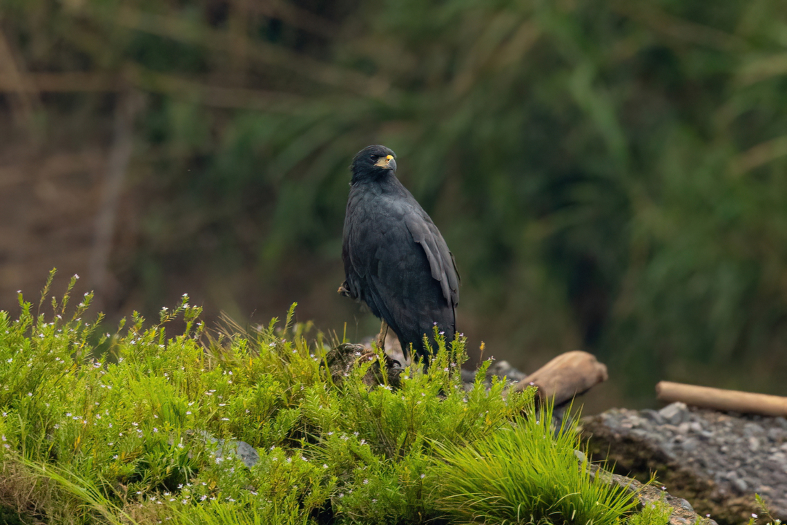 Great black hawk (Buteogallus urubitinga) Tambopata Reserve, Madre de Dios, Peru. Jun 7, 2022 Buteogallus urubitinga,Fall,Geotagged,Great black hawk,Peru