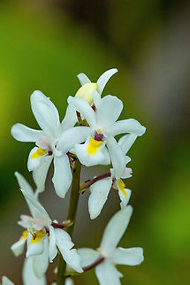 Otostylis paludosa (Orchidaceae) Estancia Bello Horizonte, Madre de Dios, Peru. Jun 8, 2022 Fall,Geotagged,Otostylis paludosa,Peru