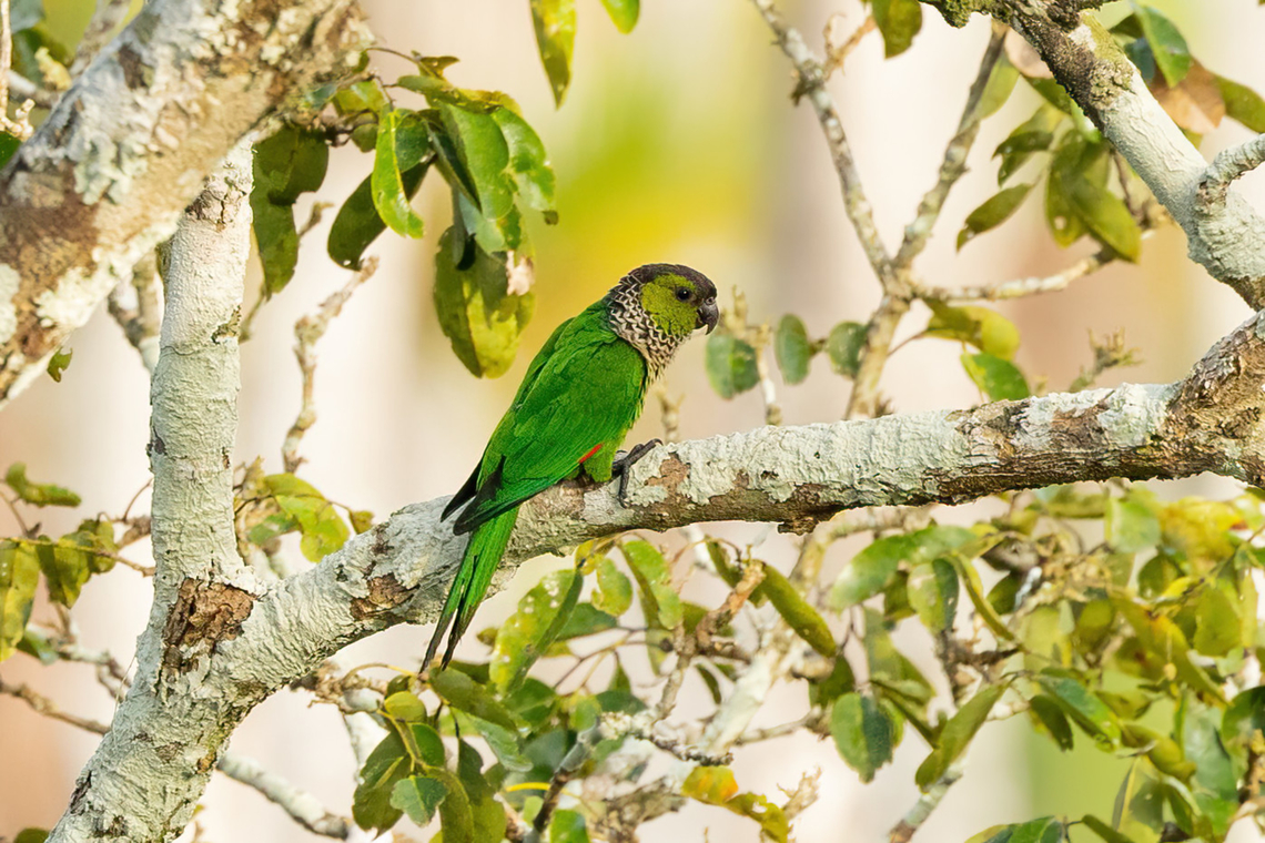 Black-capped Parakeet (Pyrrhura rupicola) Estancia Bello Horizonte, Madre de Dios, Peru. Jun 8, 2022 Black-capped Parakeet,Fall,Geotagged,Peru,Pyrrhura rupicola