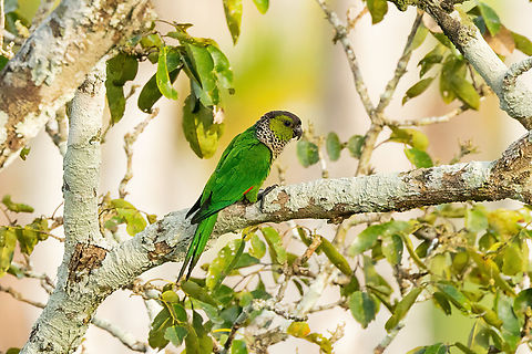 Black-capped Parakeet (Pyrrhura rupicola) Estancia Bello Horizonte, Madre de Dios, Peru. Jun 8, 2022 Black-capped Parakeet,Fall,Geotagged,Peru,Pyrrhura rupicola