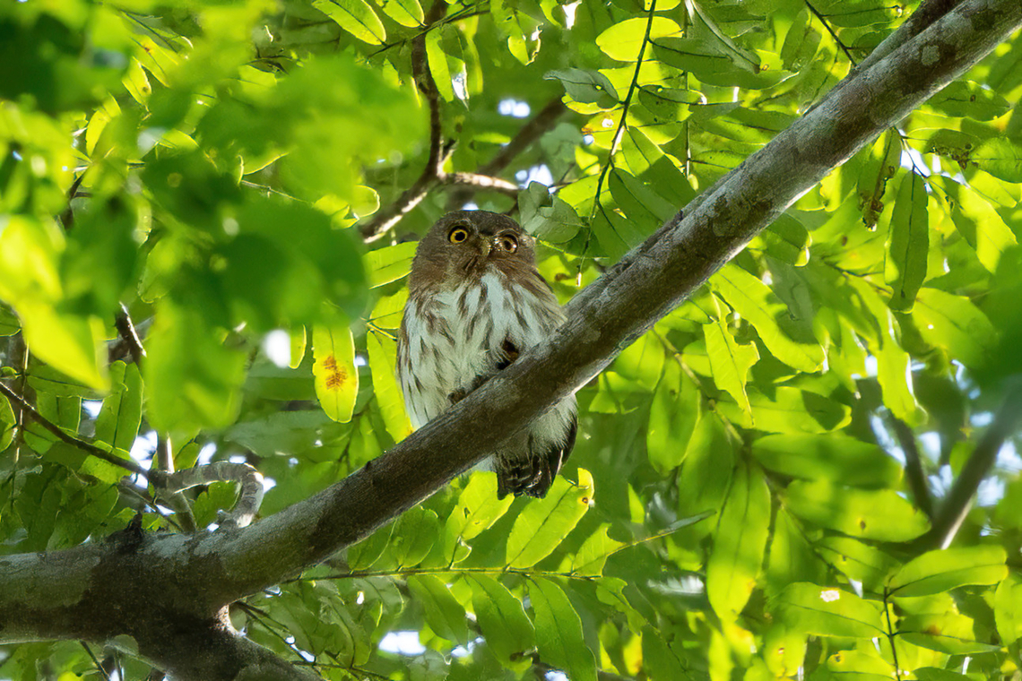 Amazonian pygmy owl (Glaucidium hardyi) Estancia Bello Horizonte, Madre de Dios, Peru. Jun 8, 2022 Amazonian pygmy owl,Fall,Geotagged,Glaucidium hardyi,Peru