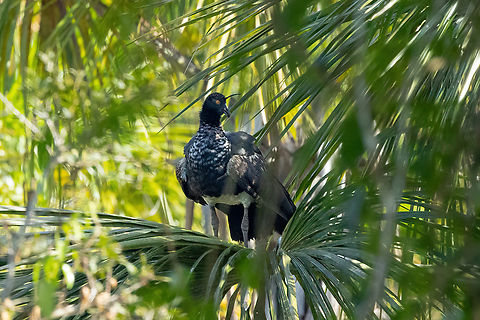 Horned screamer (Anhima cornuta) Estancia Bello Horizonte, Madre de Dios, Peru. Jun 8, 2022 Anhima cornuta,Fall,Geotagged,Horned screamer,Peru