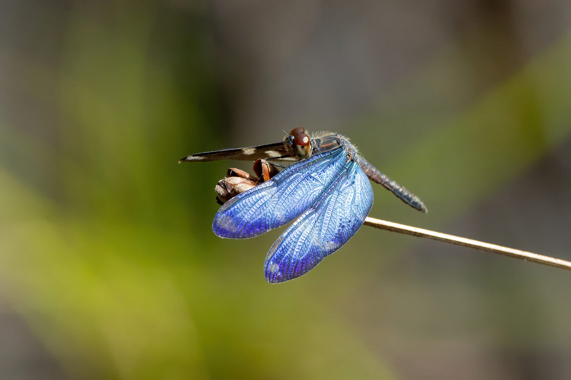 Clearspot Bluewing (Zenithoptera lanei) Estancia Bello Horizonte, Madre de Dios, Peru. Jun 8, 2022 Clearspot Bluewing,Fall,Geotagged,Peru,Zenithoptera lanei