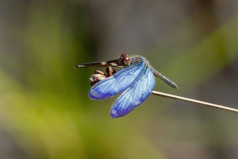 Clearspot Bluewing (Zenithoptera lanei) Estancia Bello Horizonte, Madre de Dios, Peru. Jun 8, 2022 Clearspot Bluewing,Fall,Geotagged,Peru,Zenithoptera lanei