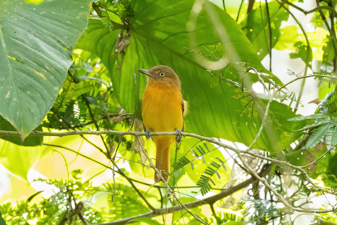 Dull-capped Attila (Attila bolivianus) Estancia Bello Horizonte, Madre de Dios, Peru. Jun 8, 2022 Attila bolivianus,Fall,Geotagged,Peru,White-eyed attila