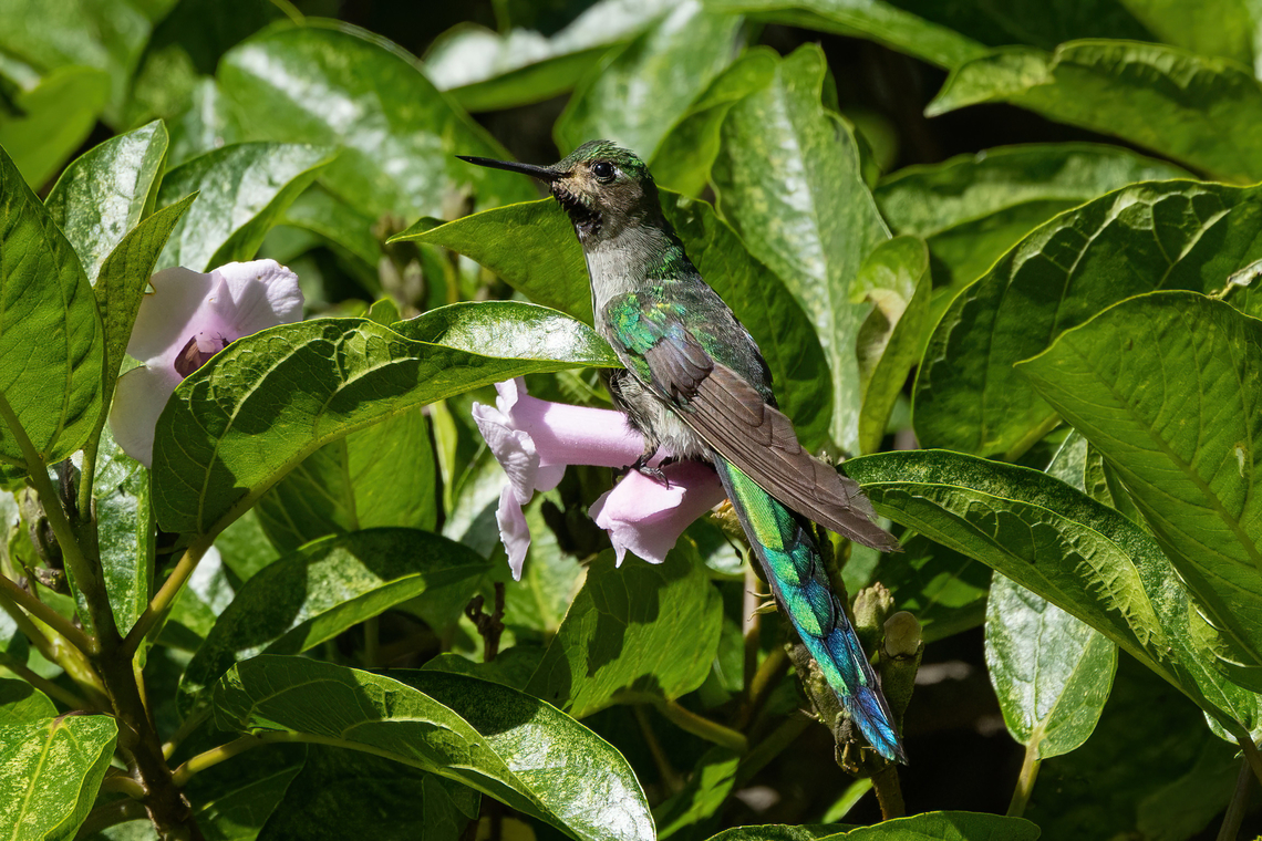 Grey-bellied comet (Taphrolesbia griseiventris) Ca&ntilde;on de Sangal, Cajamarca, Peru. Apr 26, 2022 Fall,Geotagged,Grey-bellied comet,Peru,Taphrolesbia griseiventris