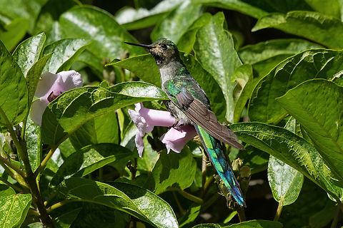 Grey-bellied comet (Taphrolesbia griseiventris) Ca&ntilde;on de Sangal, Cajamarca, Peru. Apr 26, 2022 Fall,Geotagged,Grey-bellied comet,Peru,Taphrolesbia griseiventris