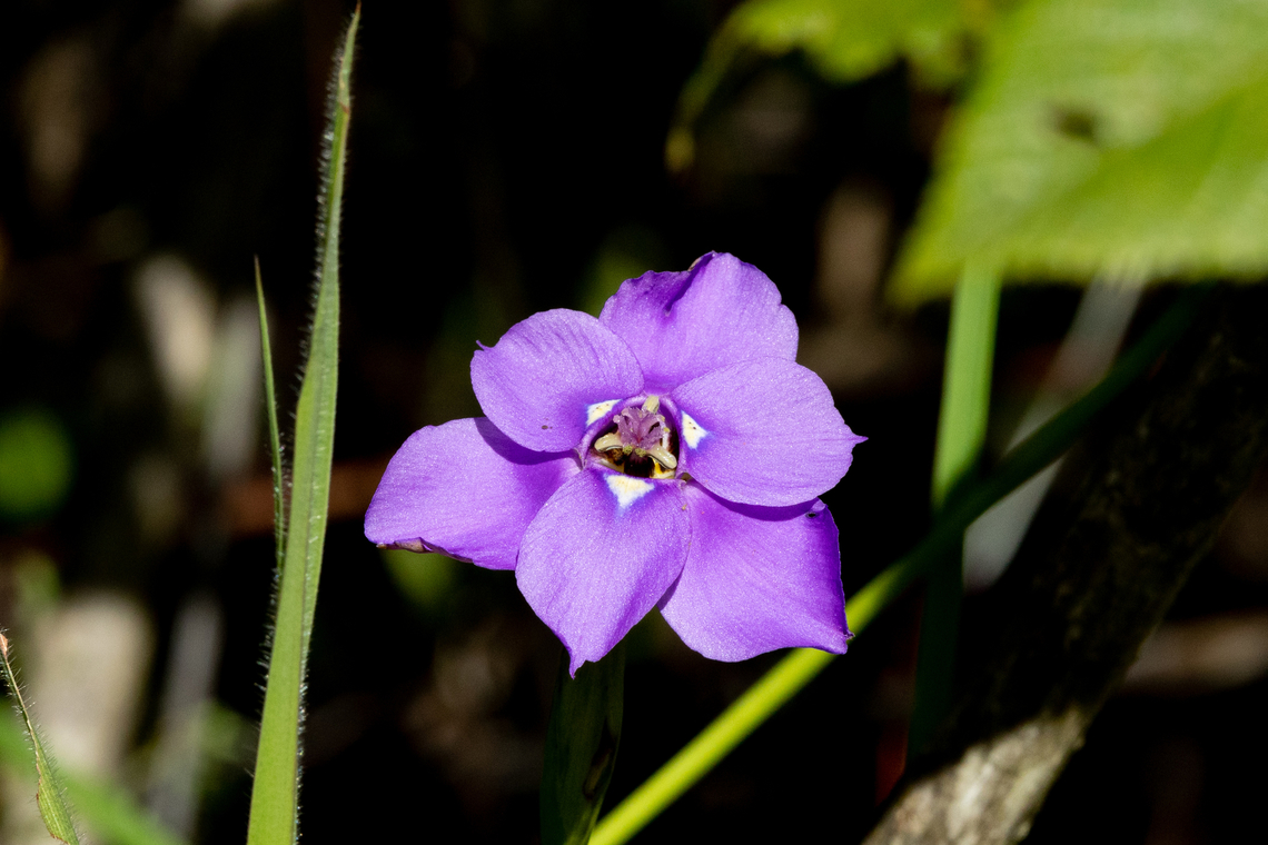 Ennealophus foliosus (Iridaceae) Ca&ntilde;on de Sangal, Cajamarca, Peru. Apr 26, 2022 Ennealophus foliosus,Fall,Geotagged,Peru