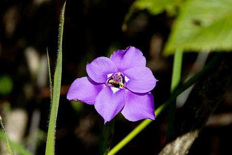 Ennealophus foliosus (Iridaceae) Cañon de Sangal, Cajamarca, Peru. Apr 26, 2022 Ennealophus foliosus,Fall,Geotagged,Peru