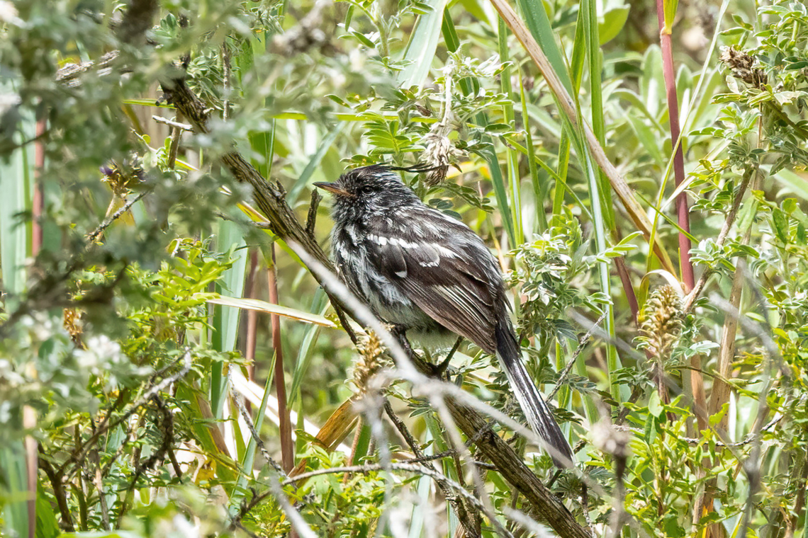 Black-crested tit-tyrant (Anairetes nigrocristatus) Ca&ntilde;on de Sangal, Cajamarca, Peru. Apr 26, 2022 Anairetes nigrocristatus,Black-crested tit-tyrant,Fall,Geotagged,Peru