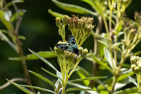 Chrysocale splendens (Arctiinae) Cañon de Sangal, Cajamarca, Peru. Apr 26, 2022 Chrysocale splendens,Fall,Geotagged,Peru