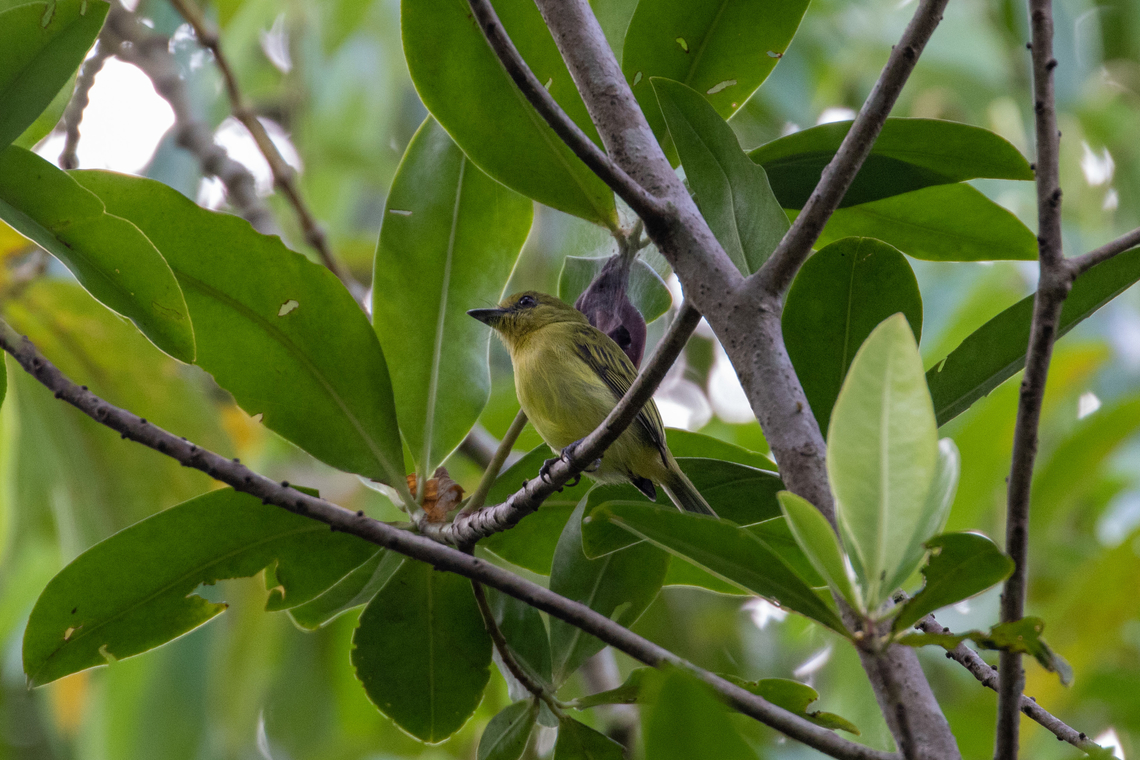 Yellow-breasted Flycatcher (Tolmomyias flaviventris) Via a Codo de Pozuzo, Huanuco, Peru. Dec 19, 2020 Geotagged,Ochre-lored flatbill,Peru,Spring,Tolmomyias flaviventris