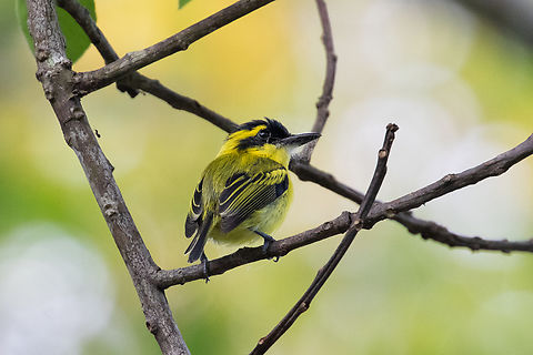 Yellow-browed tody-flycatcher (Todirostrum chrysocrotaphum) Pozuzo, Pasco, Peru. Dec 19, 2020 Geotagged,Peru,Spring,Todirostrum chrysocrotaphum,Yellow-browed tody-flycatcher