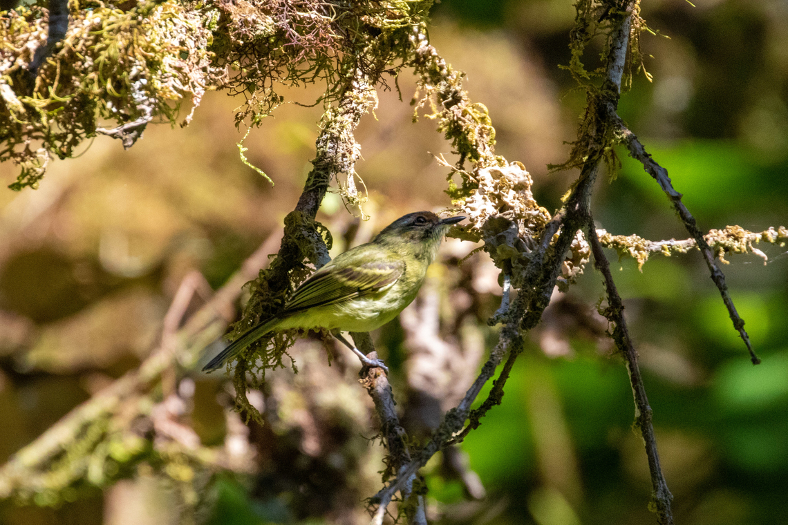 Cinnamon-faced tyrannulet (Phylloscartes parkeri) PNYC - Huampal, Pasco, Peru. Jul 21, 2020 Cinnamon-faced tyrannulet,Geotagged,Peru,Phylloscartes parkeri,Winter