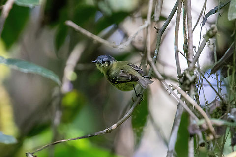 Ashy-headed tyrannulet