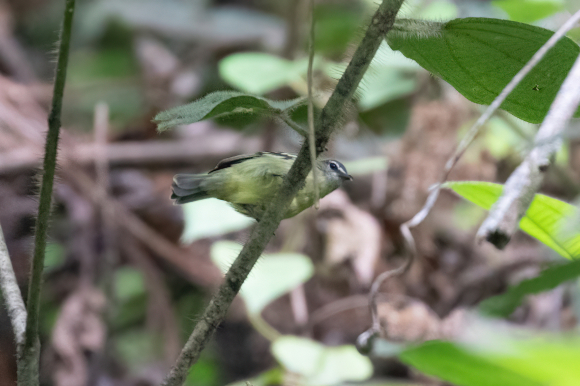 White-lored tyrannulet (Ornithion inerme) BP San Matias San Carlos, Pasco, Peru. Nov 17, 2020 Geotagged,Ornithion inerme,Peru,Spring,White-lored tyrannulet