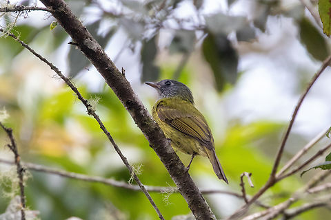 Streak-necked flycatcher (Mionectes striaticollis) Ulcumano Ecolodge, Pasco, Peru. Nov 8, 2020 Geotagged,Mionectes striaticollis,Peru,Spring,Streak-necked flycatcher