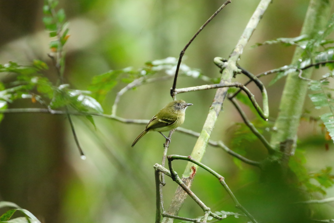 White-eyed tody-tyrant (Hemitriccus zosterops) PNYC - Paujil, Pasco, Peru. Feb 17, 2020 Geotagged,Hemitriccus zosterops,Peru,Summer,White-eyed tody-tyrant