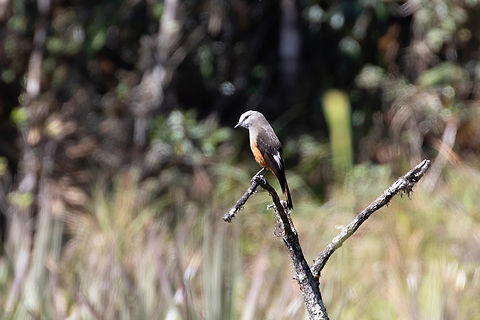 Red-rumped bush tyrant (Cnemarchus erythropygius) PNYC - Santa Barbara, Pasco, Peru. Aug 3, 2020 Cnemarchus erythropygius,Geotagged,Peru,Red-rumped bush tyrant,Winter