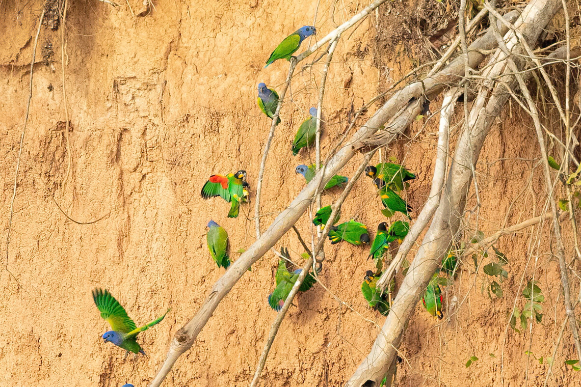 Orange-cheeked parrots (Pyrilia barrabandi) with some Blue-headed Parrots Collpa Chunchuos, Madre de Dios, Peru. Jun 6, 2022 Fall,Geotagged,Orange-cheeked parrot,Peru,Pyrilia barrabandi