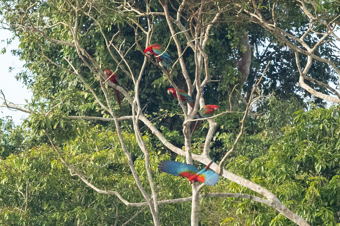Red-and-green macaws (Ara chloropterus) Collpa Chunchuos, Madre de Dios, Peru. Jun 6, 2022 Ara chloropterus,Fall,Geotagged,Peru,Red-and-green macaw