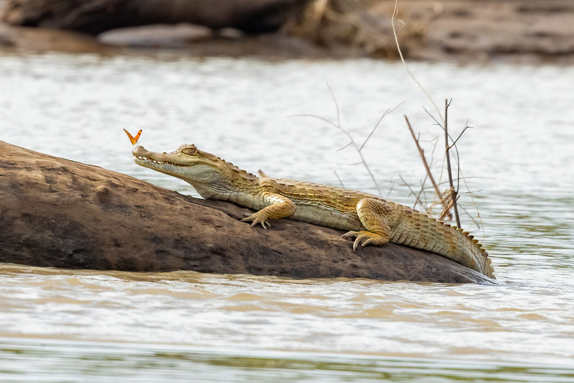 Spectacled caiman (Caiman crocodilus) and a lil buddy Rio Tambopata, Madre de Dios, Peru. Jun 6, 2022 Caiman crocodilus,Fall,Geotagged,Peru,Spectacled caiman