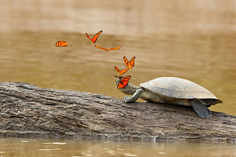 Taricaya (Podocnemis unifilis) Rio Tambopata, Madre de Dios, Peru. Jun 6, 2022 Fall,Geotagged,Peru,Podocnemis unifilis,Yellow-spotted Amazon river turtle