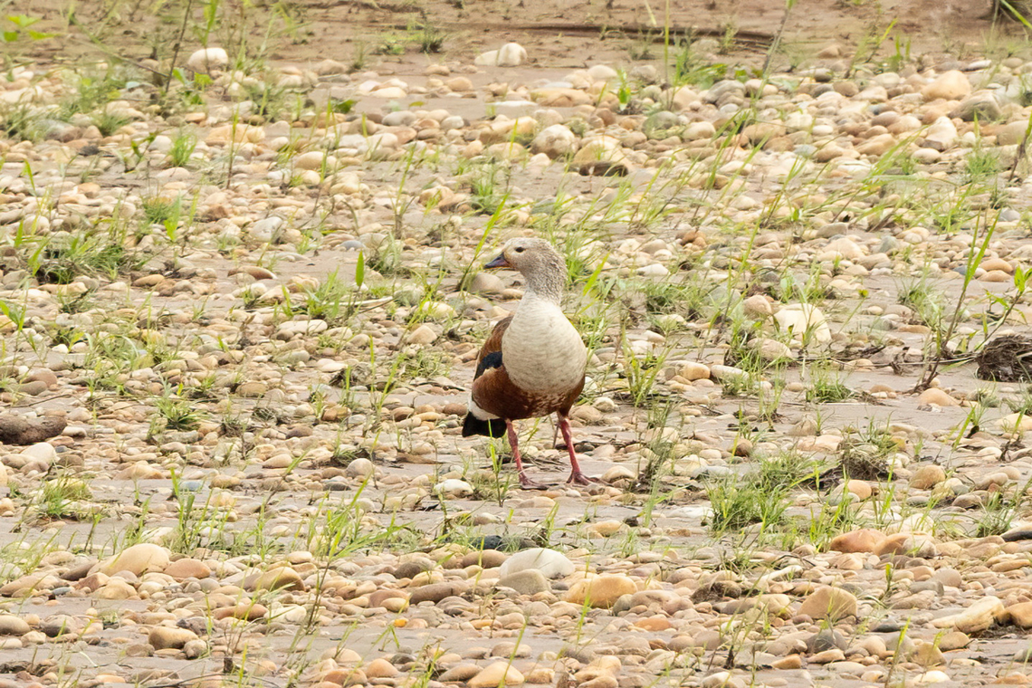 Orinoco goose (Neochen jubata) Rio Tambopata, Madre de Dios, Peru. Jun 6, 2022 Fall,Geotagged,Neochen jubata,Orinoco goose,Peru