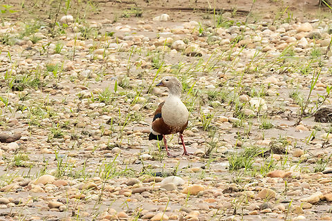 Orinoco goose (Neochen jubata) Rio Tambopata, Madre de Dios, Peru. Jun 6, 2022 Fall,Geotagged,Neochen jubata,Orinoco goose,Peru