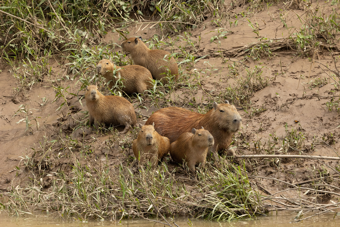 Capybara (Hydrochoerus hydrochaeris) family Rio Tambopata, Madre de Dios, Peru. Jun 6, 2022 Capybara,Fall,Geotagged,Hydrochoerus hydrochaeris,Peru