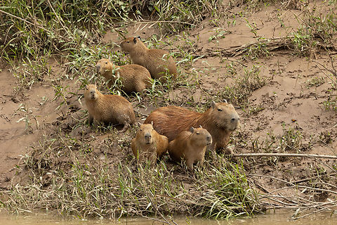 Capybara (Hydrochoerus hydrochaeris) family Rio Tambopata, Madre de Dios, Peru. Jun 6, 2022 Capybara,Fall,Geotagged,Hydrochoerus hydrochaeris,Peru