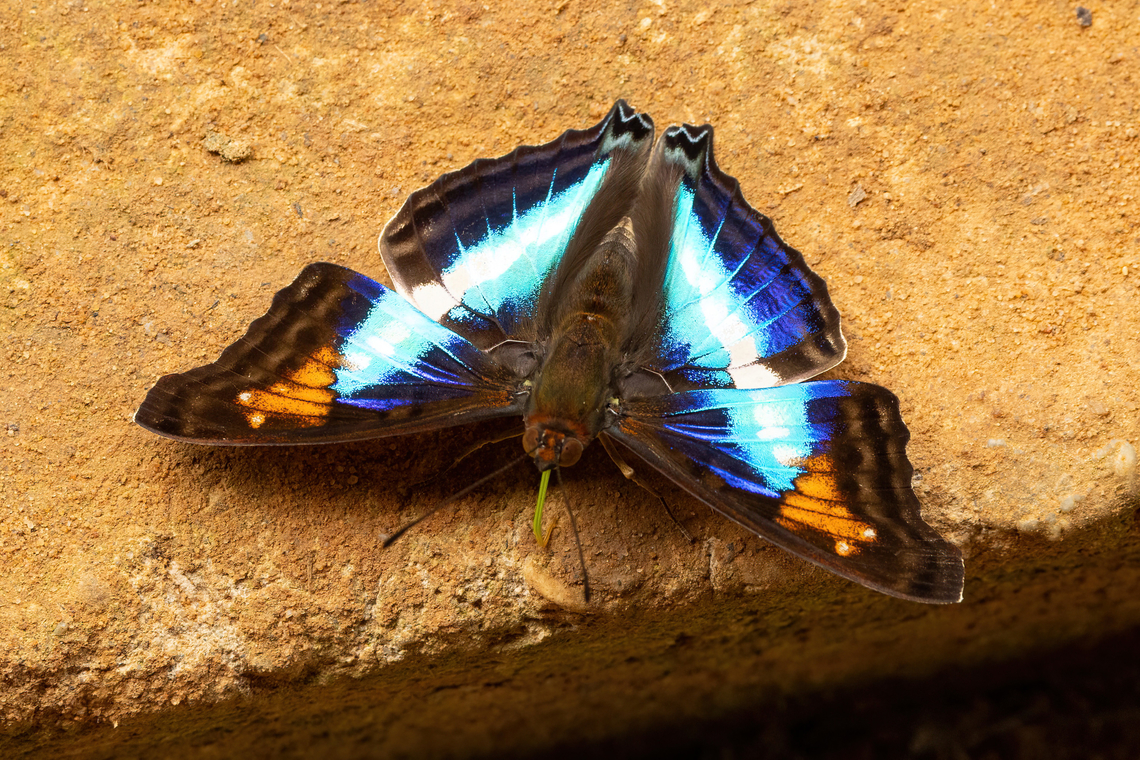 Doxocopa lavinia (Nymphalidae) Collpas Tambopata Inn, Madre de Dios, Peru. Jun 6, 2022 Doxocopa lavinia,Fall,Geotagged,Peru