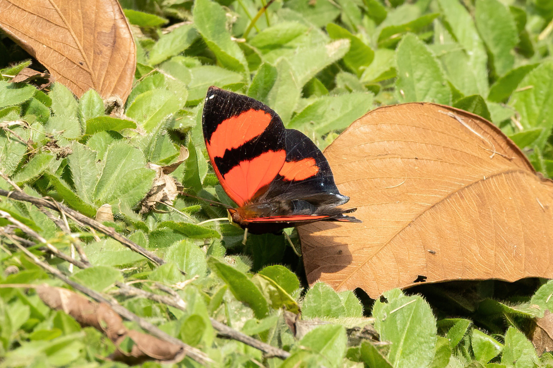 Red-striped Leafwing (Siderone galanthis) Collpas Tambopata Inn, Madre de Dios, Peru. Jun 6, 2022 Fall,Geotagged,Peru,Siderone galanthis